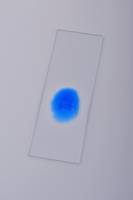 Coloration bleu de méthyl